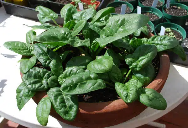 best vegetables for container gardening