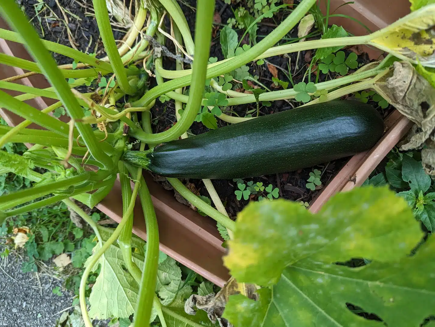 easy vegetables to grow in pots for beginners