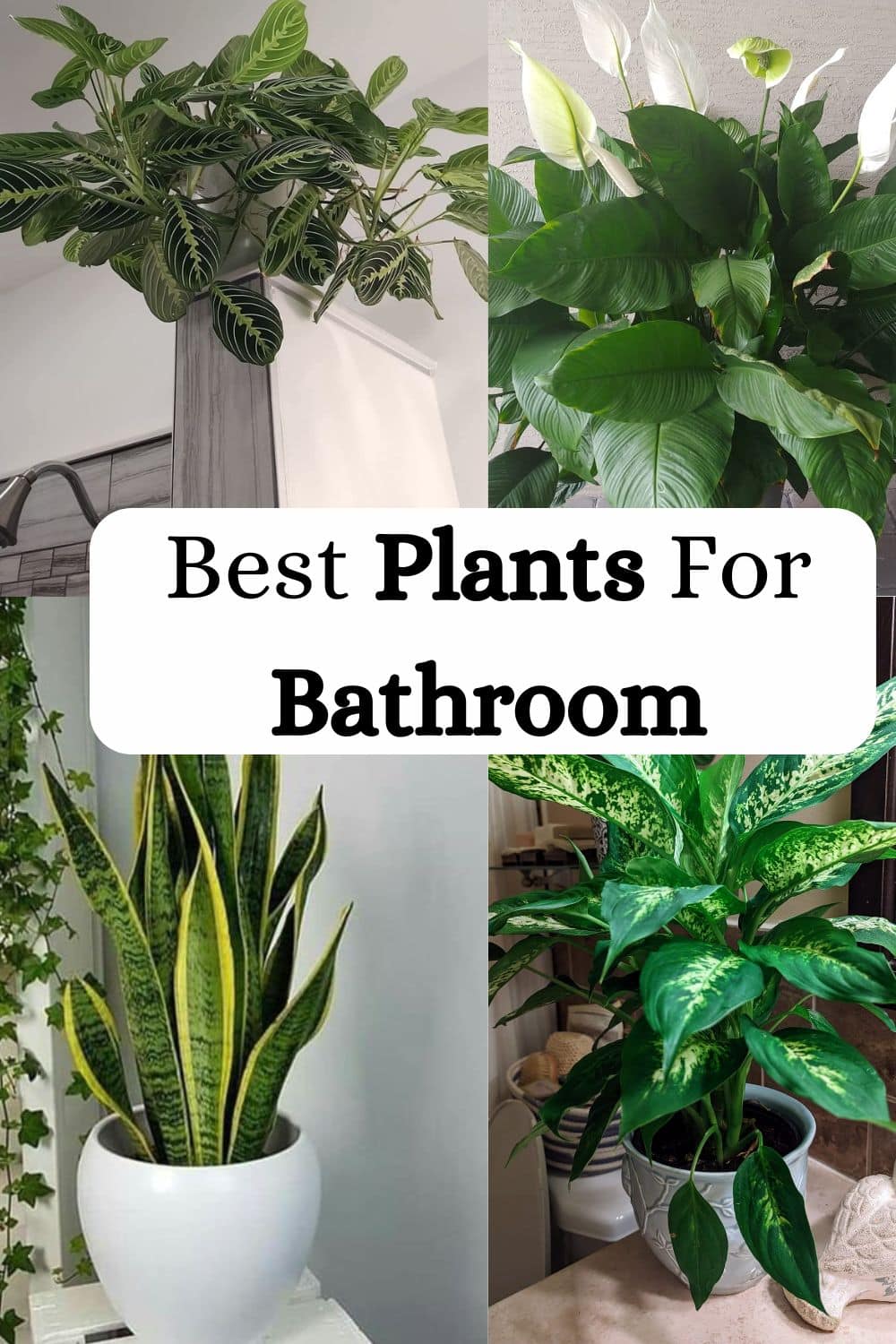 Best Plants For Bathroom