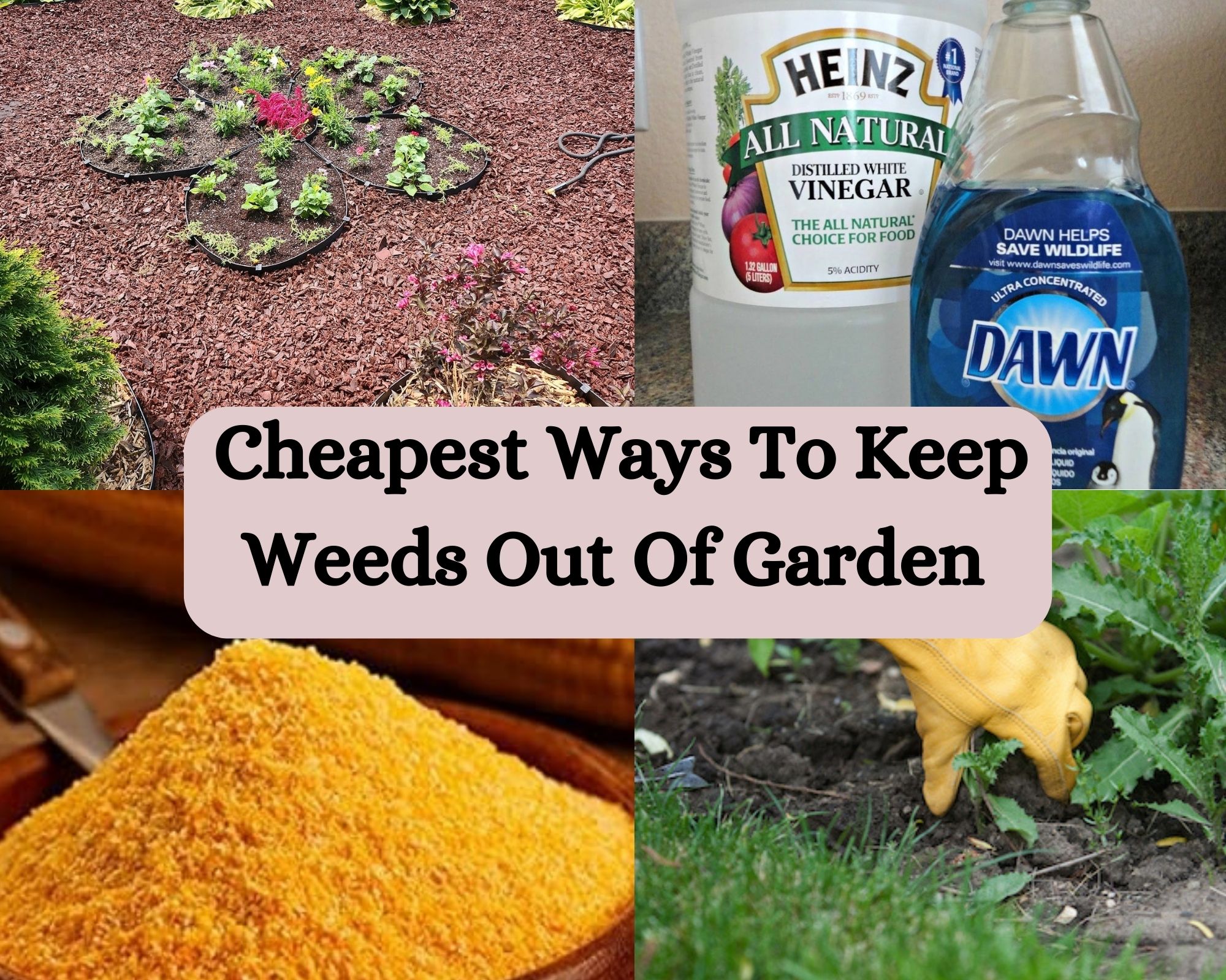 Cheapest Way To Keep Weeds Out Of Garden