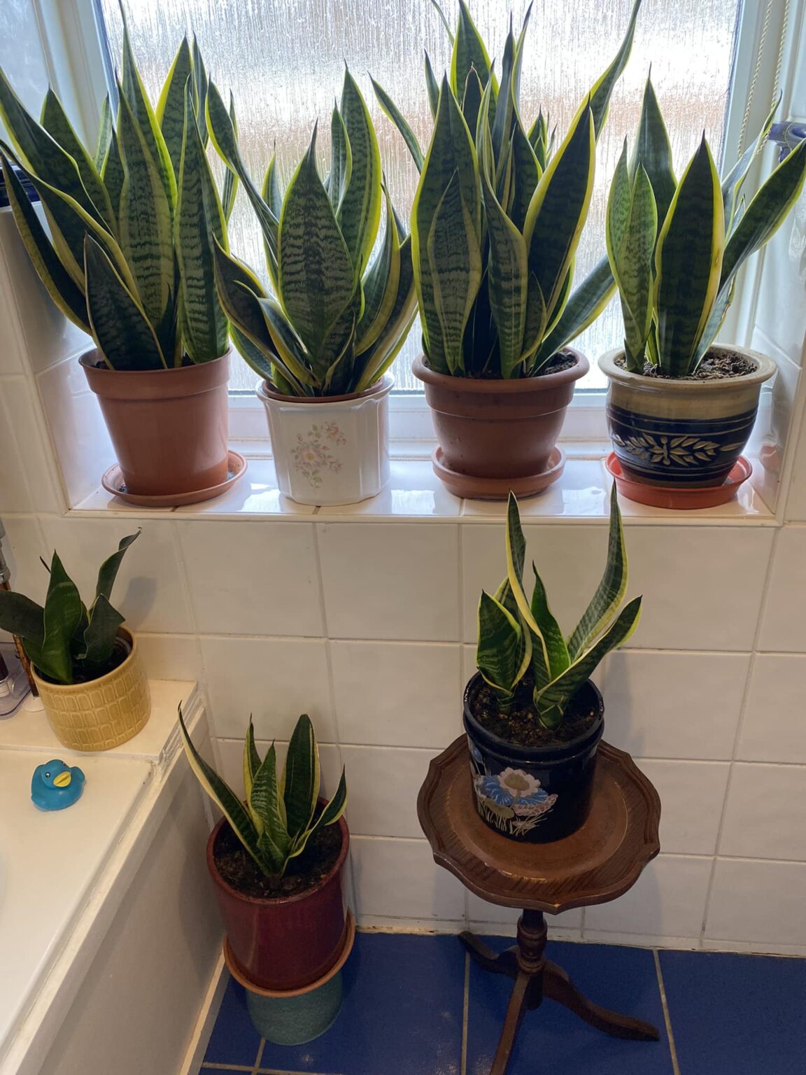 20 Best Plants For Bathroom