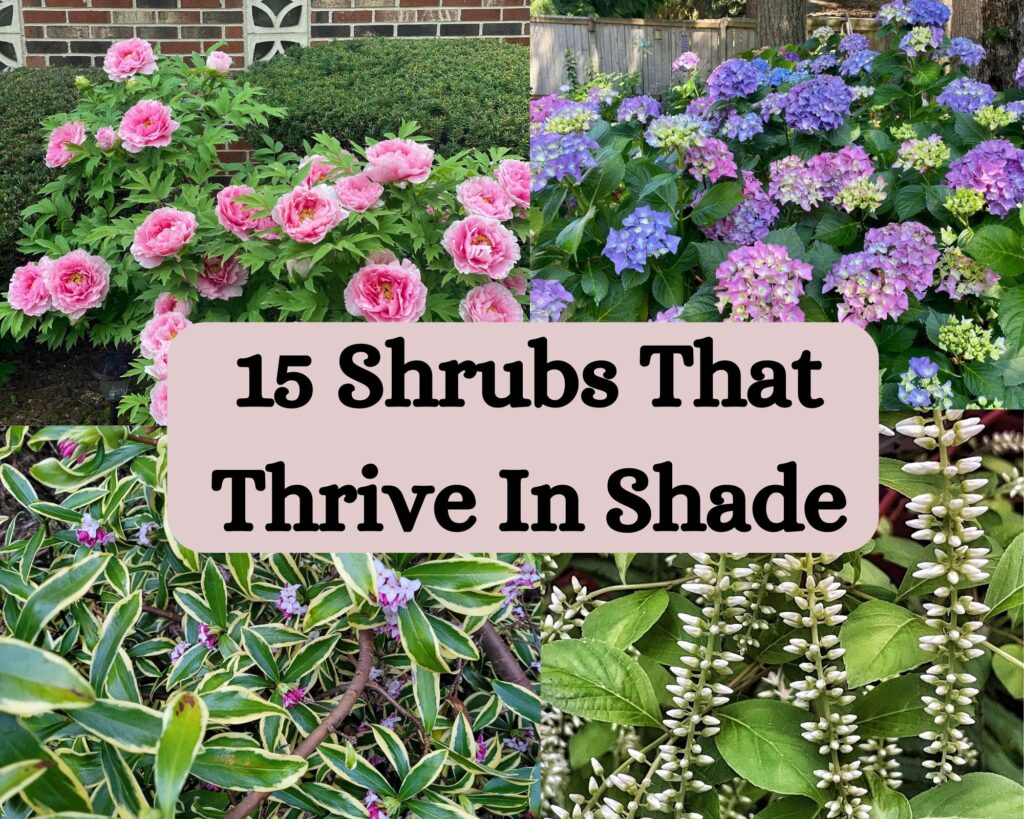 15 Shrubs That Thrive In Shade