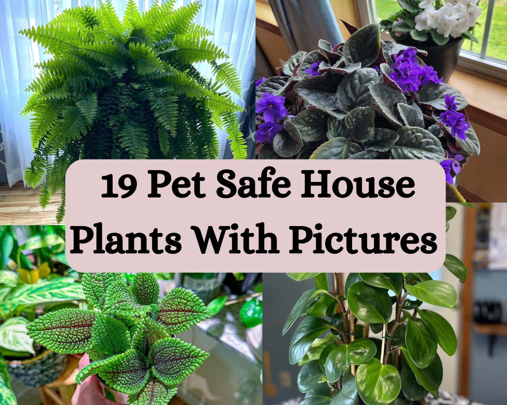 Pet Safe House Plants With Pictures