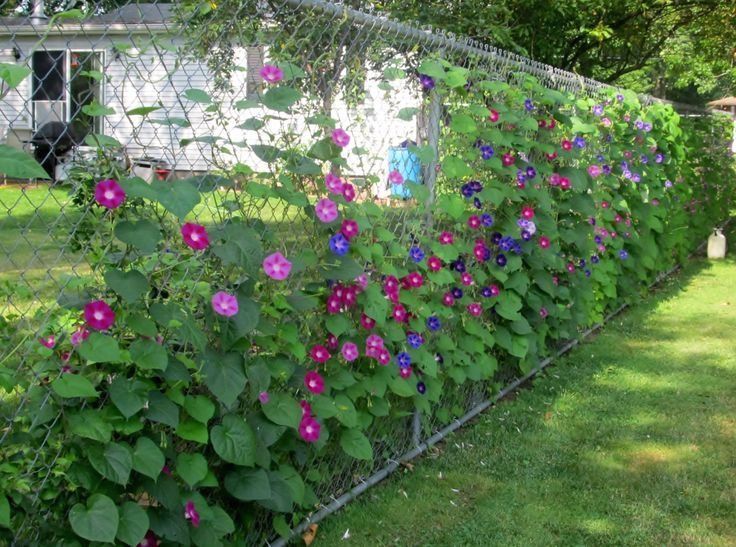 garden fence ideas to keep animals out