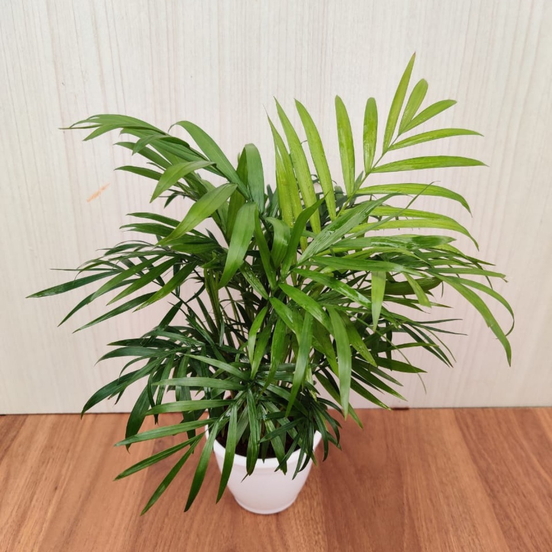 Large indoor plants safe for dogs