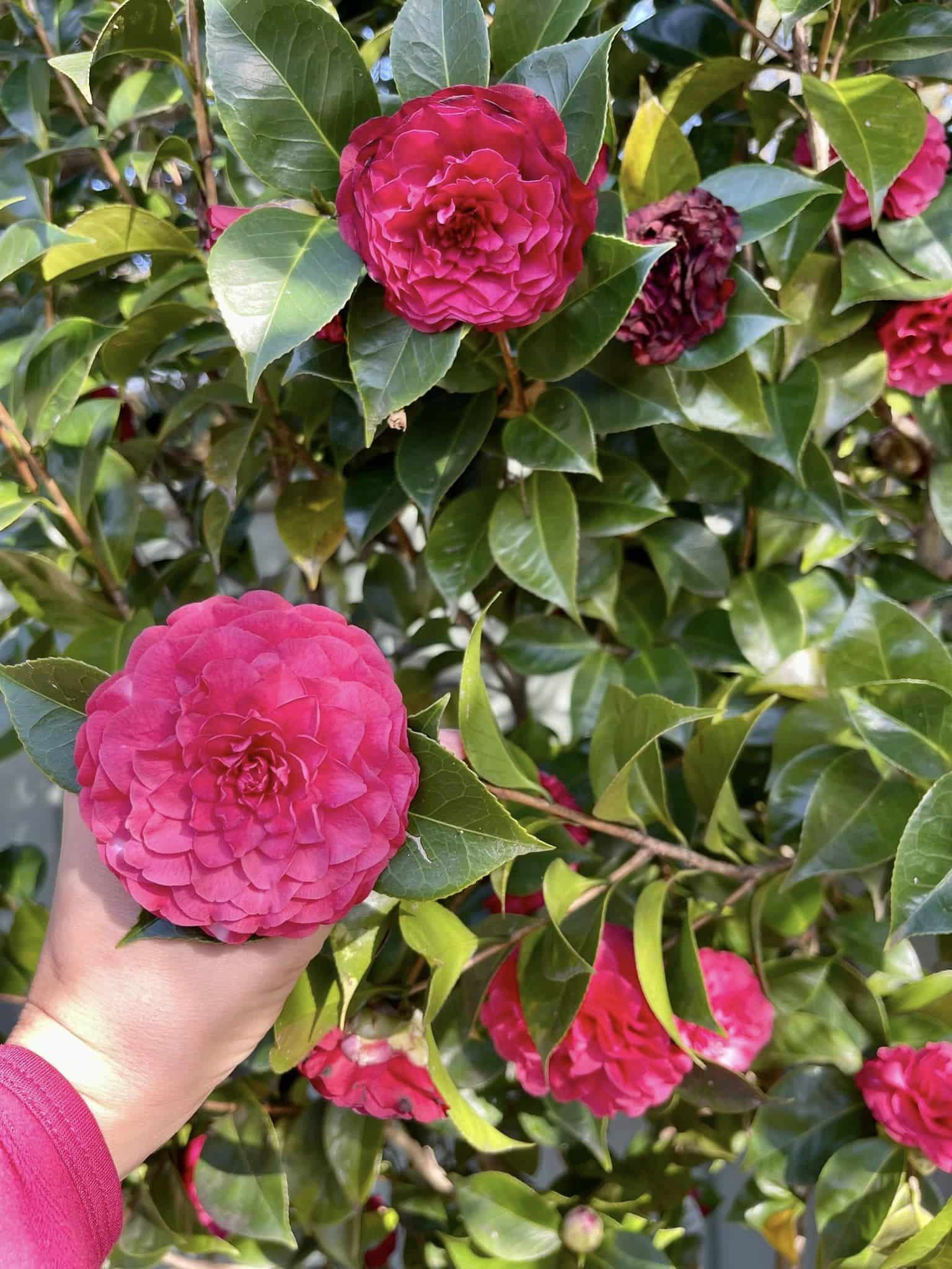 15 Shrubs That Thrive In Shade 4467