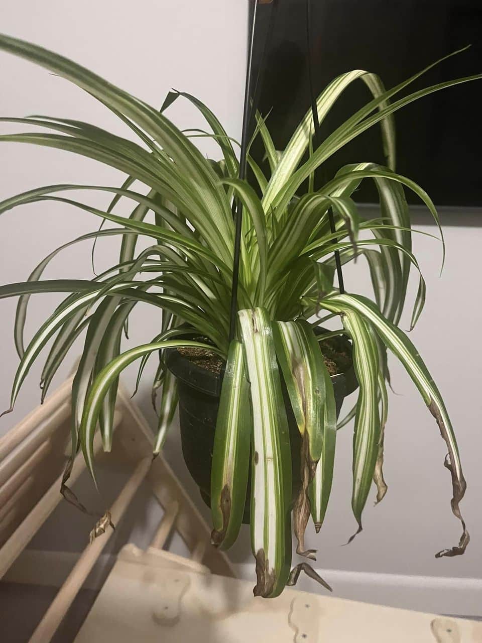 Why Does My Spider Plant Have Brown Tips