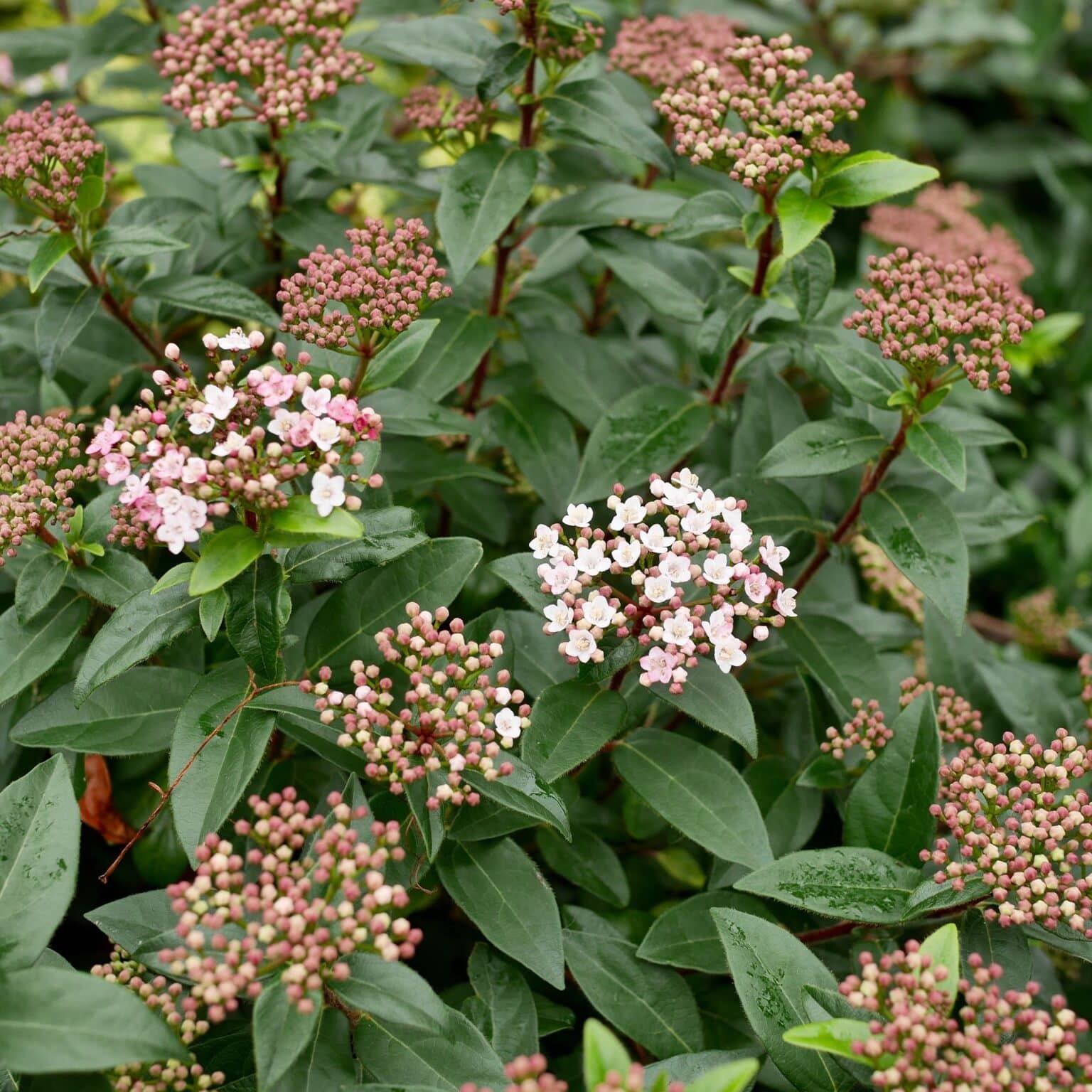 19+ Shrubs That Thrive In Shade 15 Shrubs That Thrive In Shade