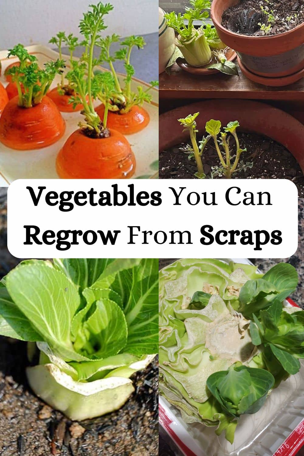 Vegetables You Can Regrow From Scraps