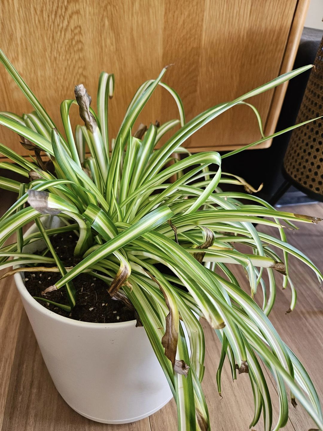 Why Does My Spider Plant Have Brown Tips