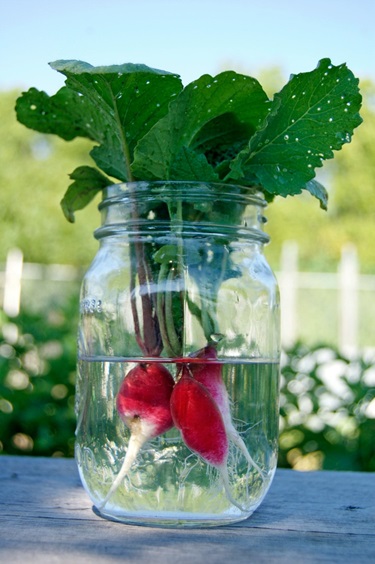 Vegetables you can regrow