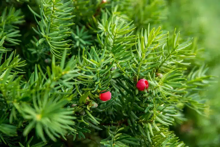 fast-growing evergreen shrubs for shade