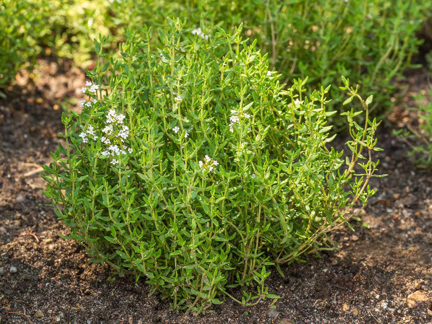 herb companion plants for tomatoes