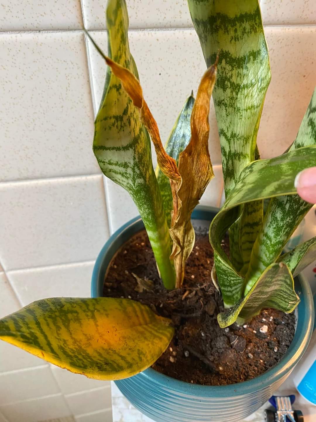 how do you save yellowing snake plant