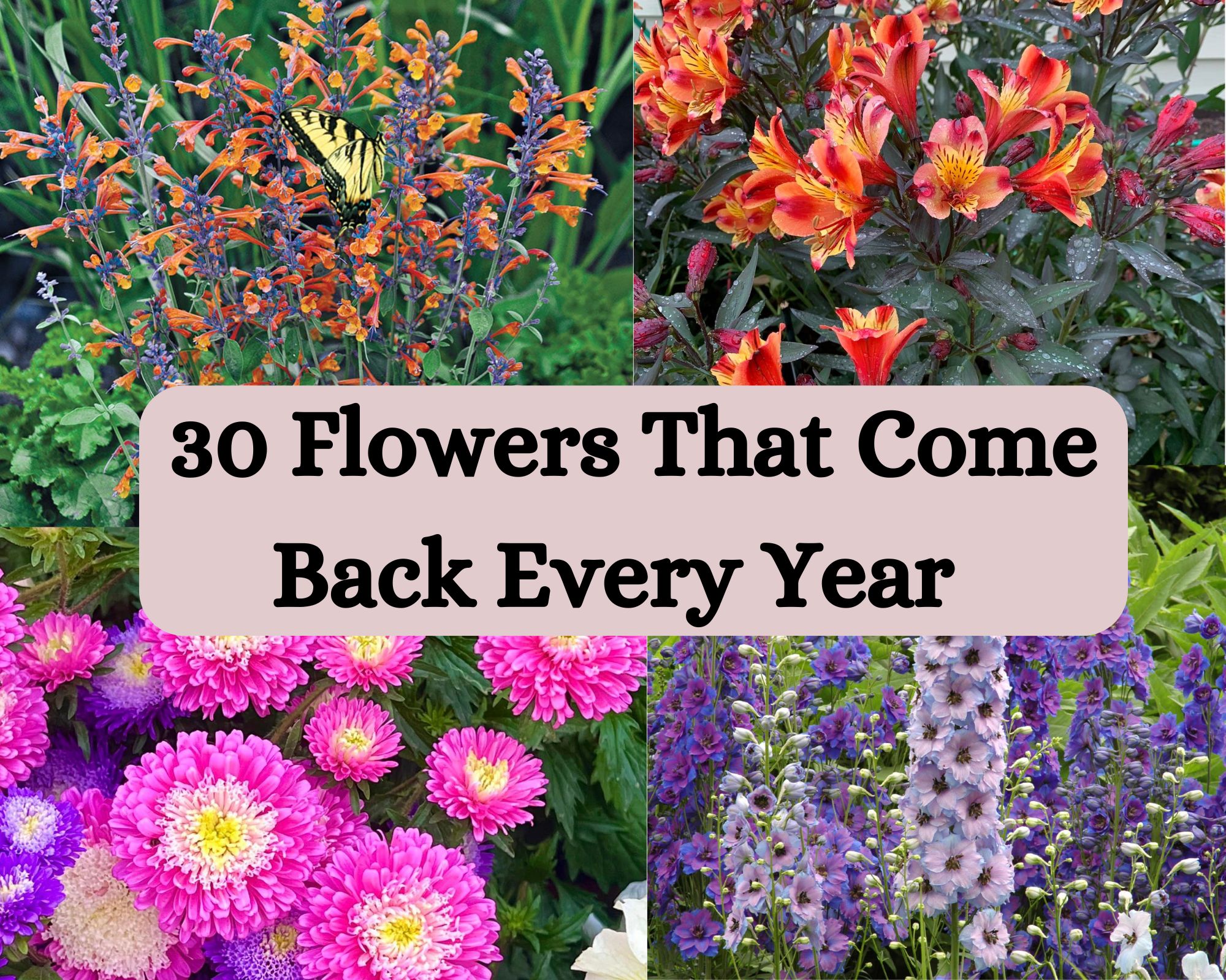  Flowers That Come Back Every Year