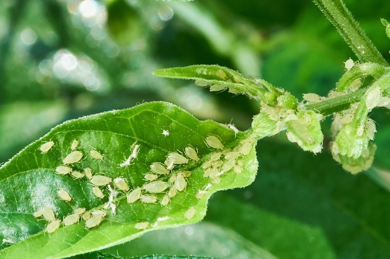 How To Get Rid Of Aphids In The Garden