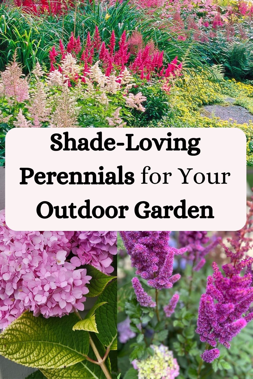 Best Shade-Loving Perennials for Your Outdoor Garden