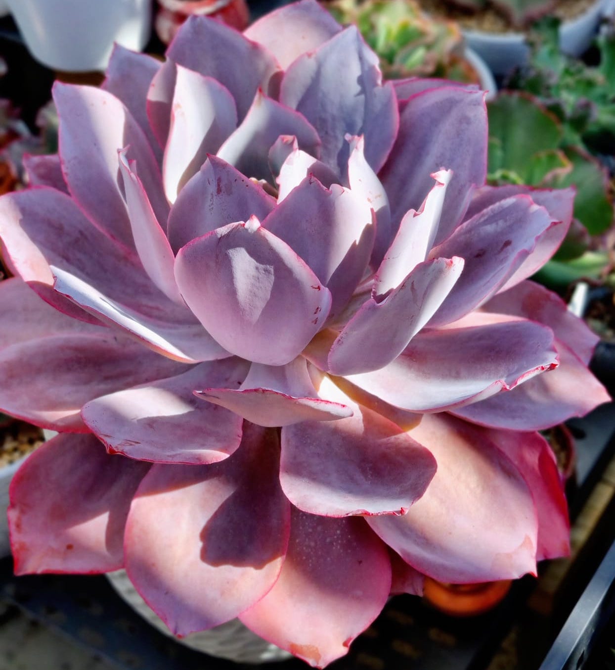 drought-tolerant container plants for full sun and heat