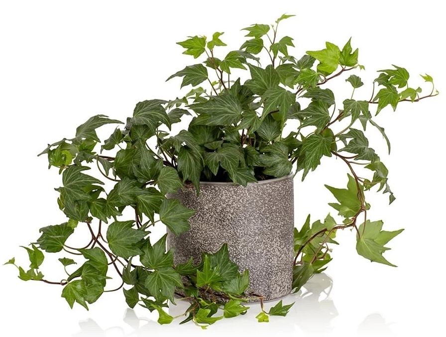 best indoor plants for mental health