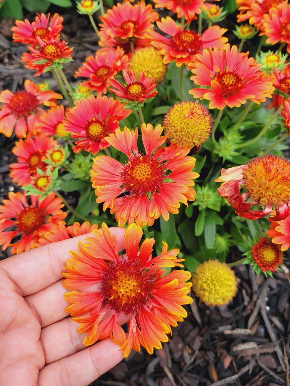 30 Flowers That Come Back Every Year And Bloom The Longest