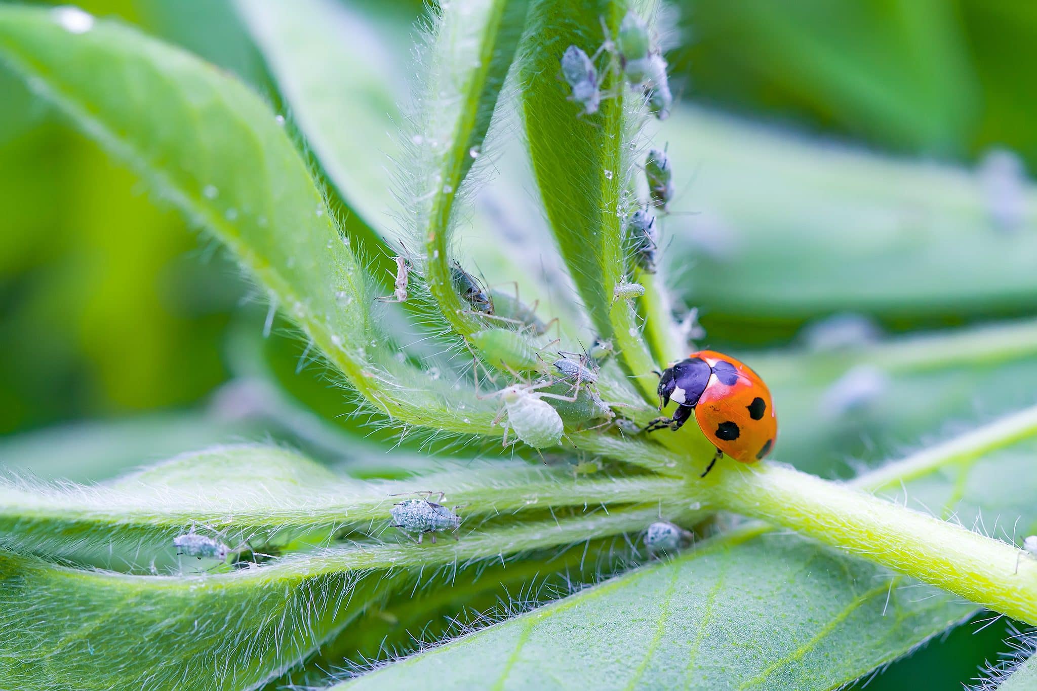 how to get rid of aphids naturally