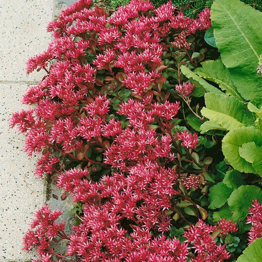 low-maintenance plants that come back every year