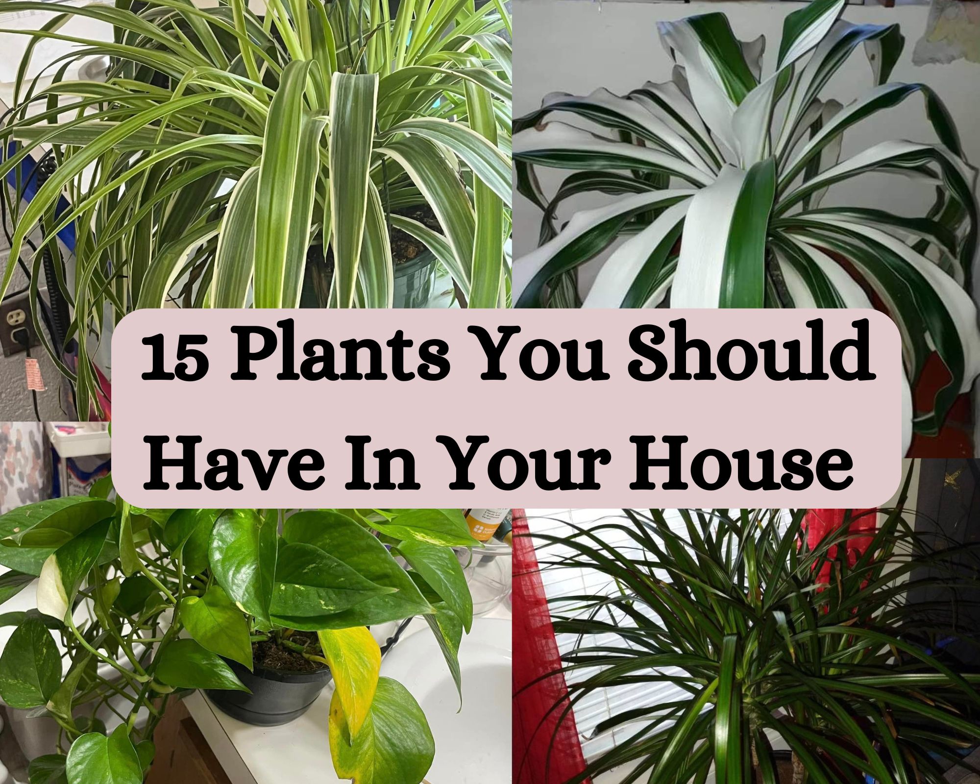 Plants You Should Have In Your House