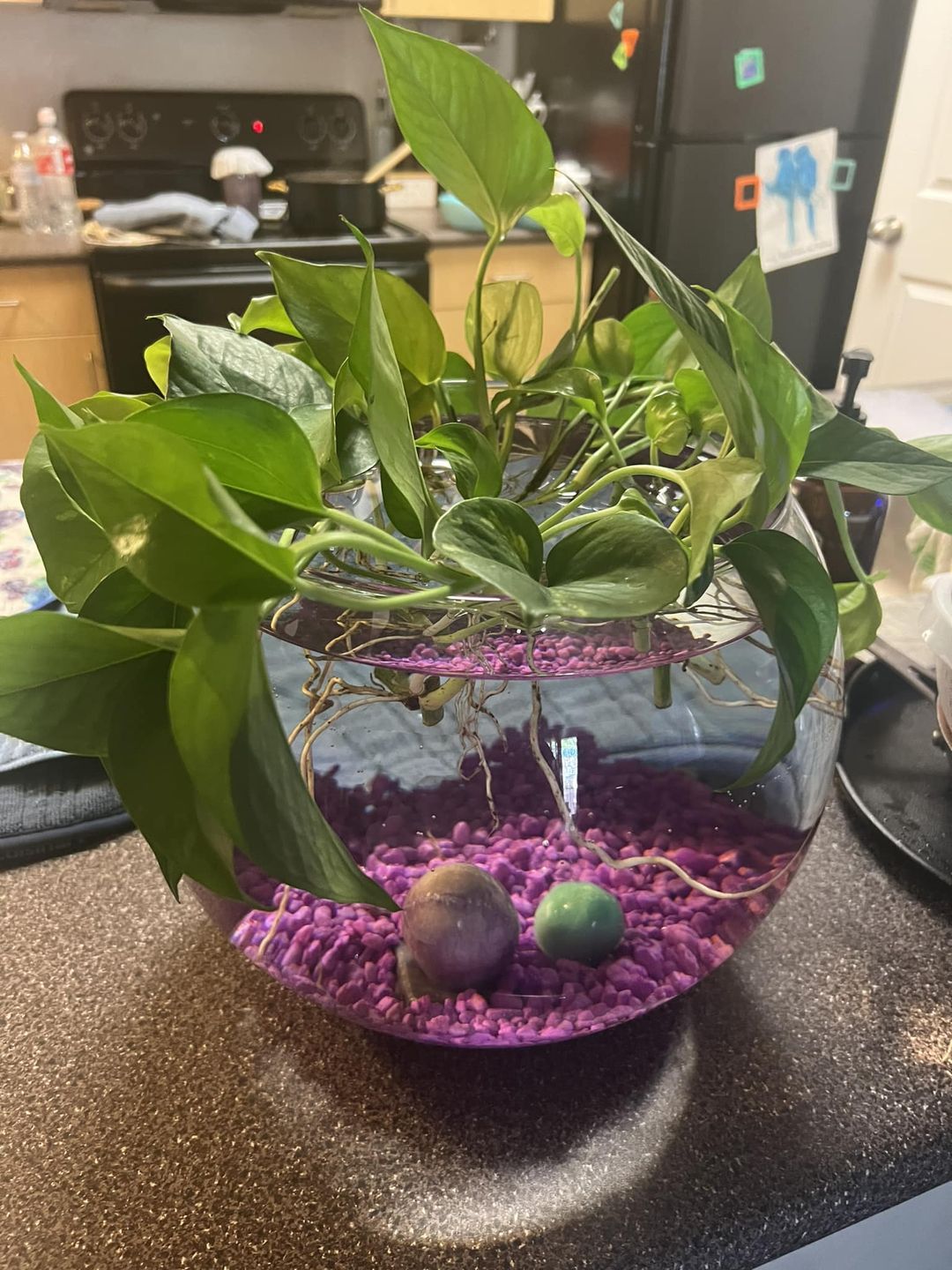 Plants That Grow In Water Indoor