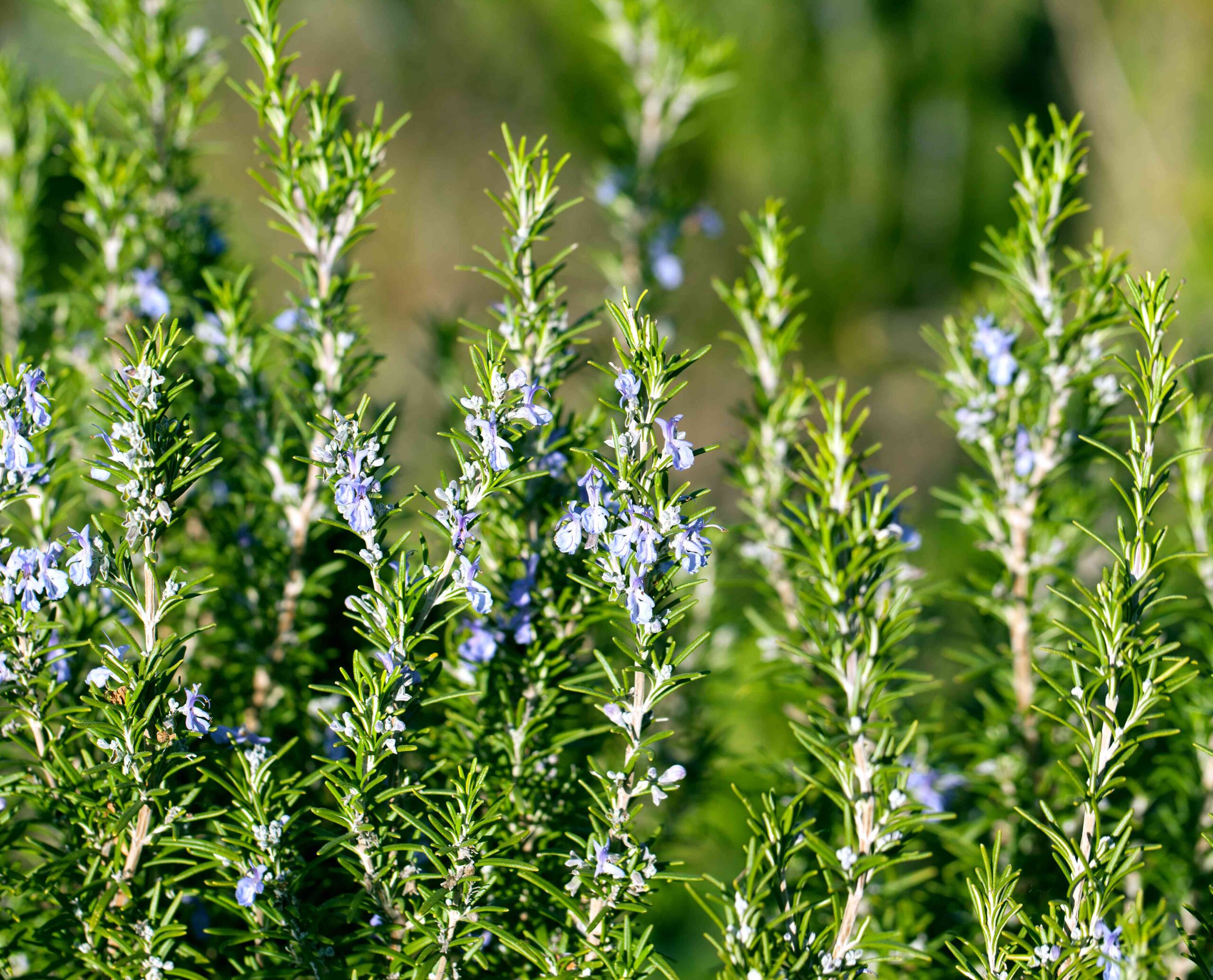 drought tolerant herbs
