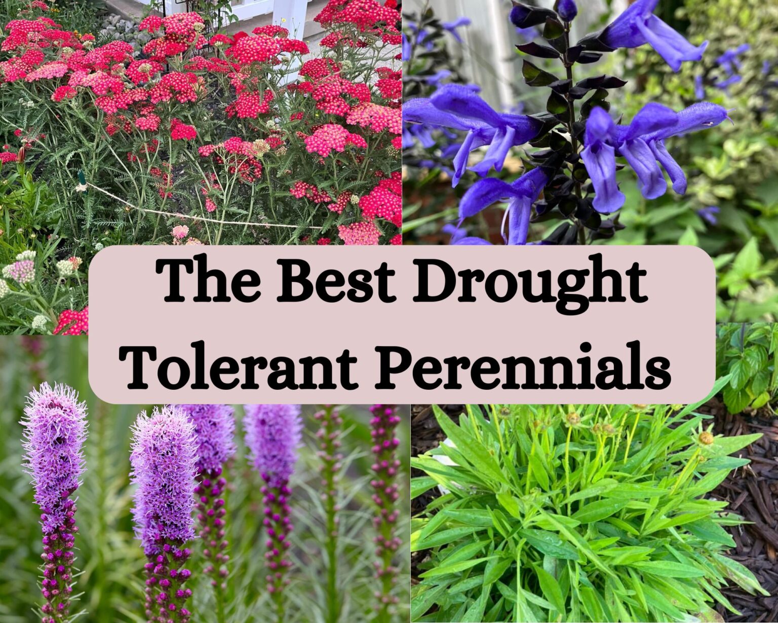 The Best Drought Tolerant Perennials 0985