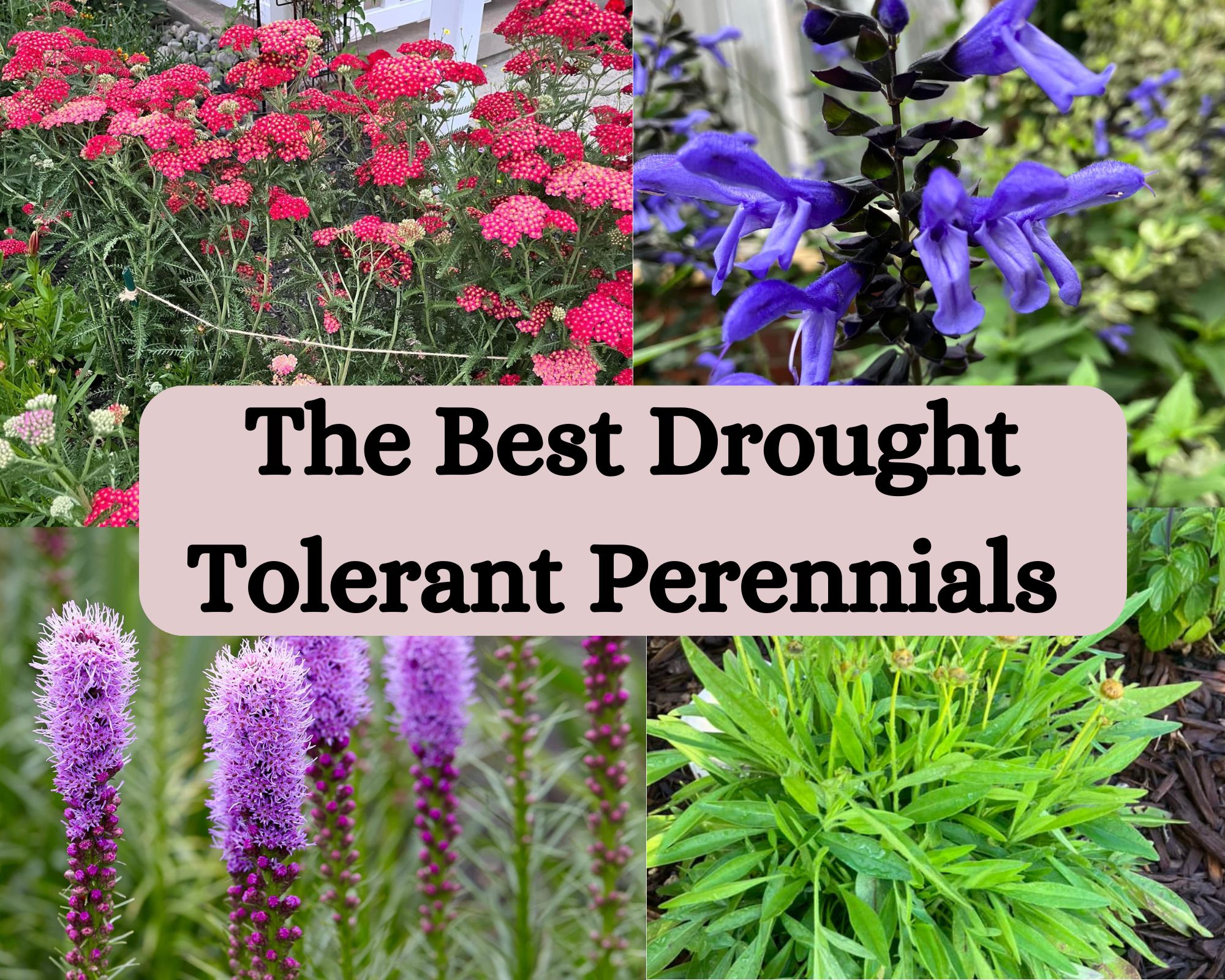 The Best Drought Tolerant Perennials