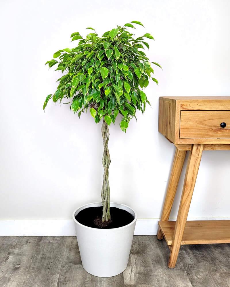 The Best Indoor Plants for Every Room In Your House