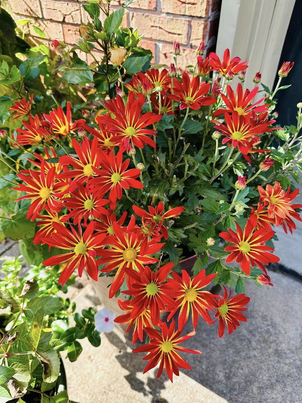 potted flowers that come back every year