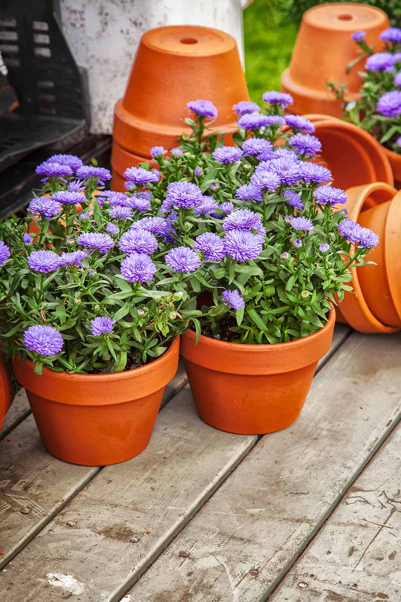 low maintenance outdoor potted plants all year