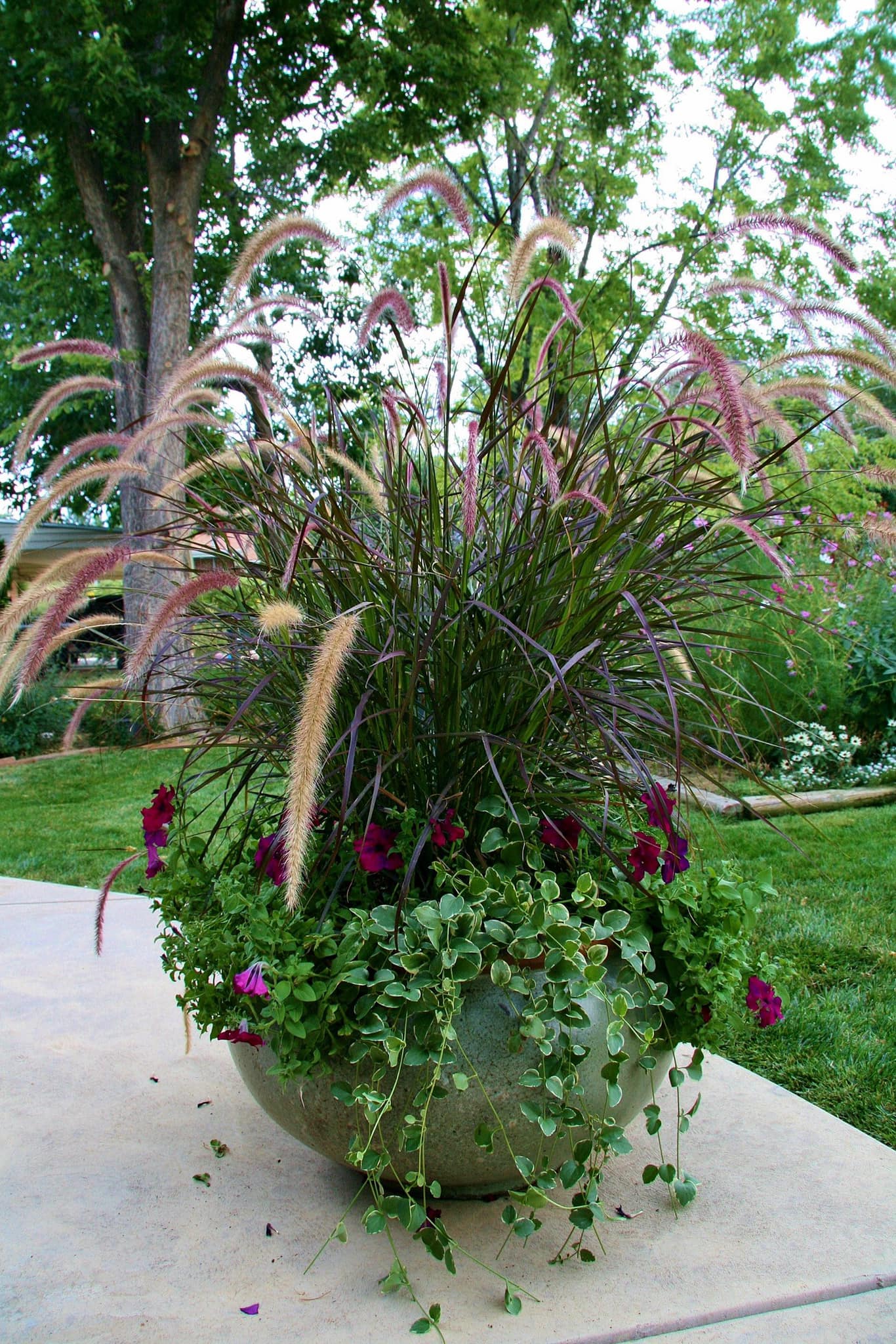 perennial container plants for full sun