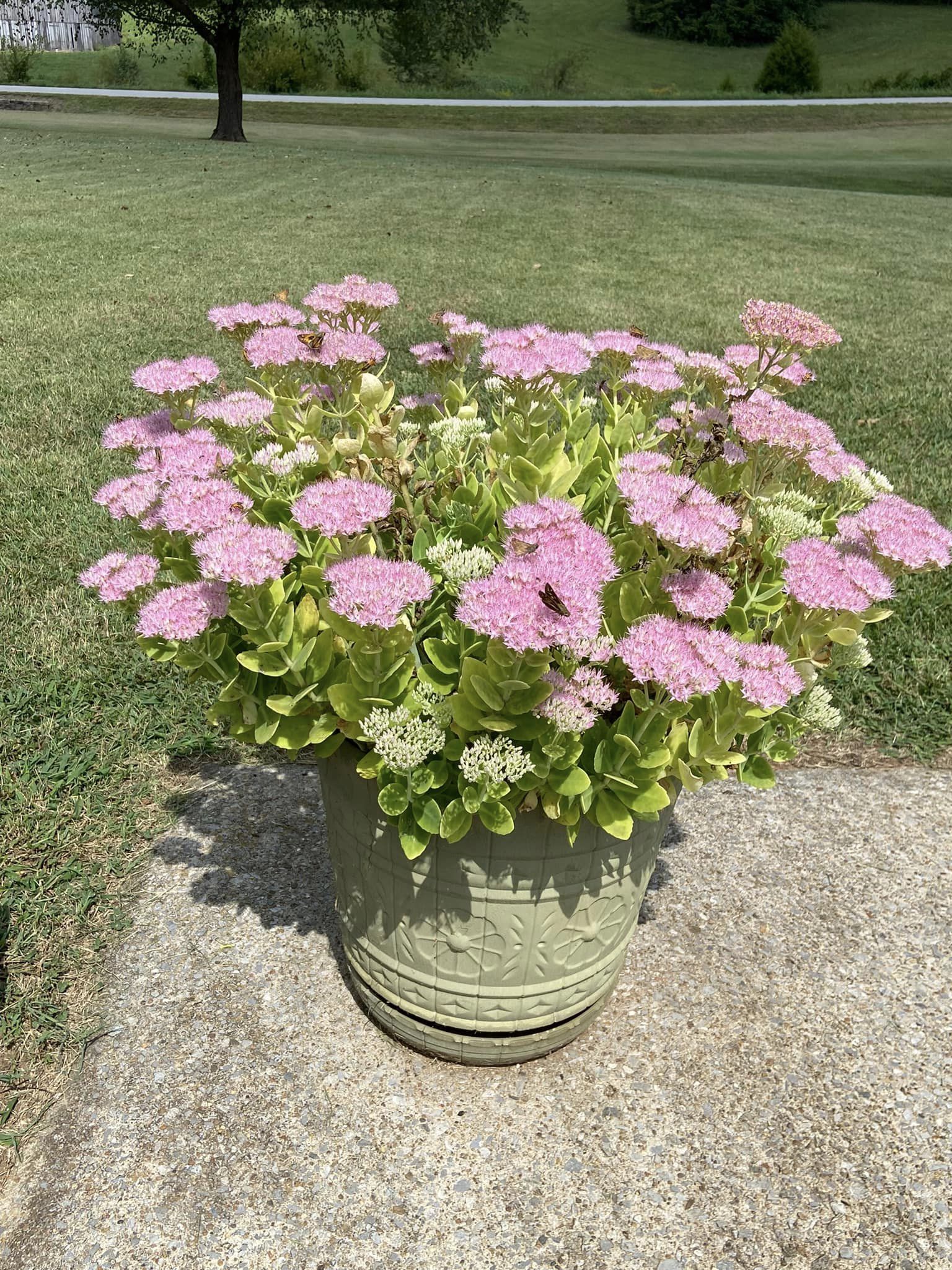 low-maintenance outdoor potted plants all year full sun