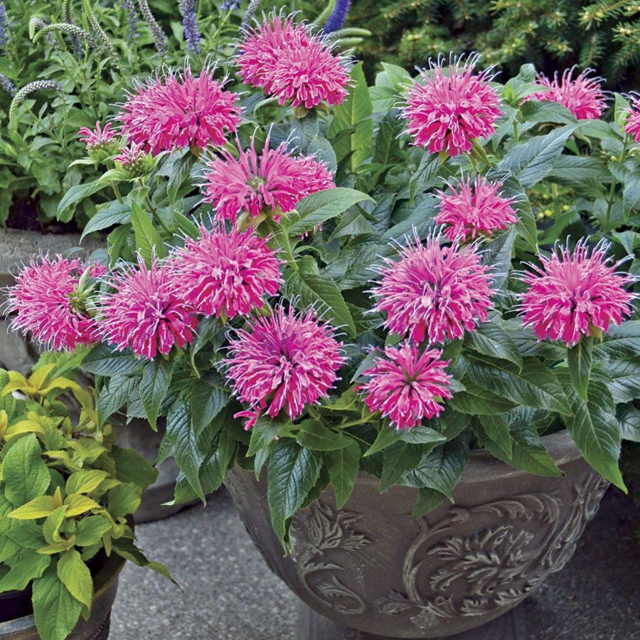 best plants for pots all year-round