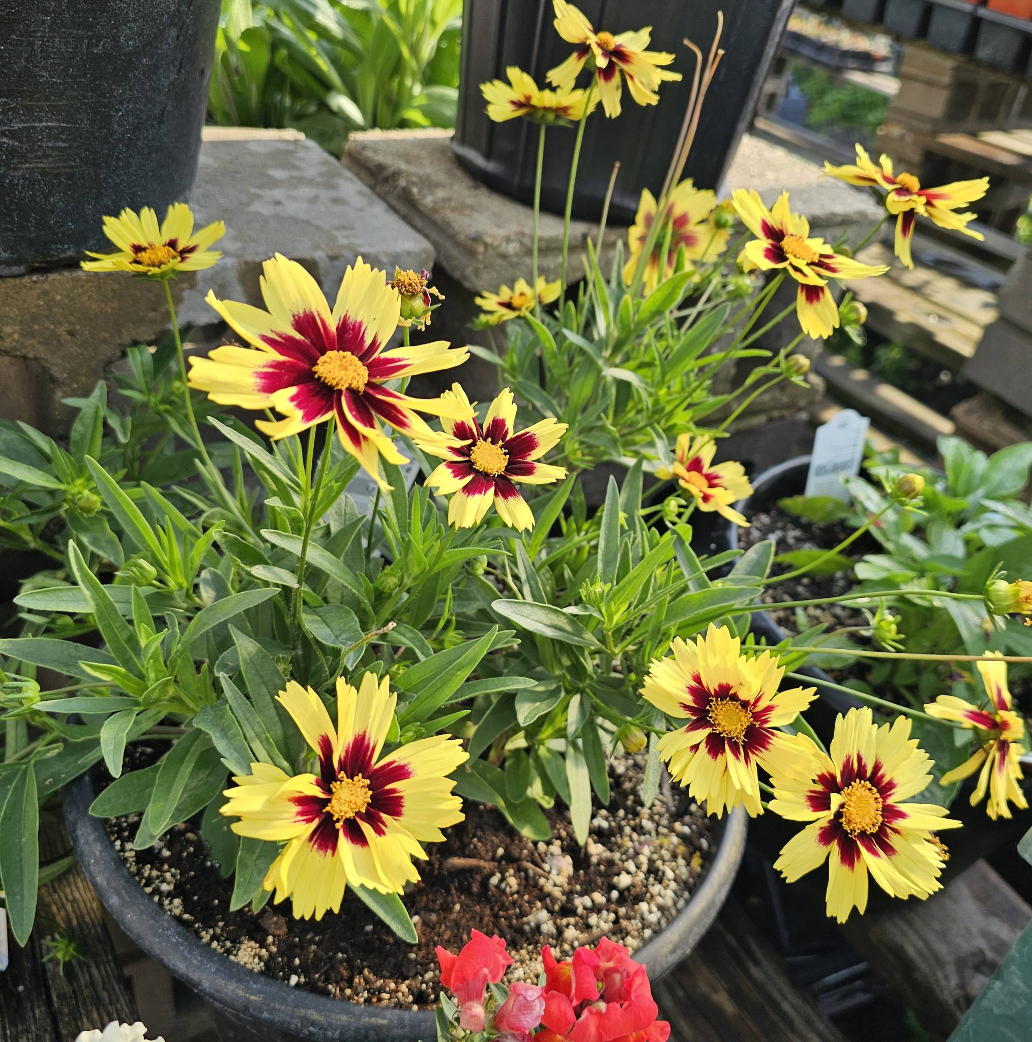Longest blooming perennials for pots
