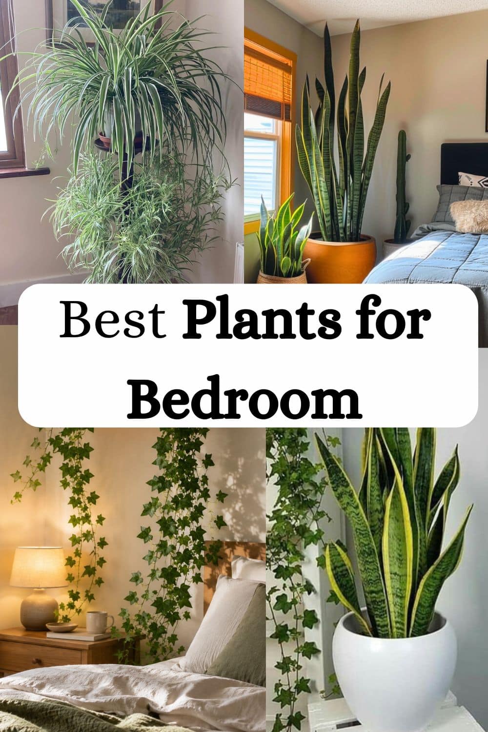 Best Bedroom Plants for Better Sleep and Relaxation