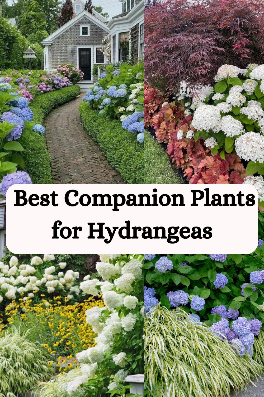 Best Companion Plants for Hydrangeas