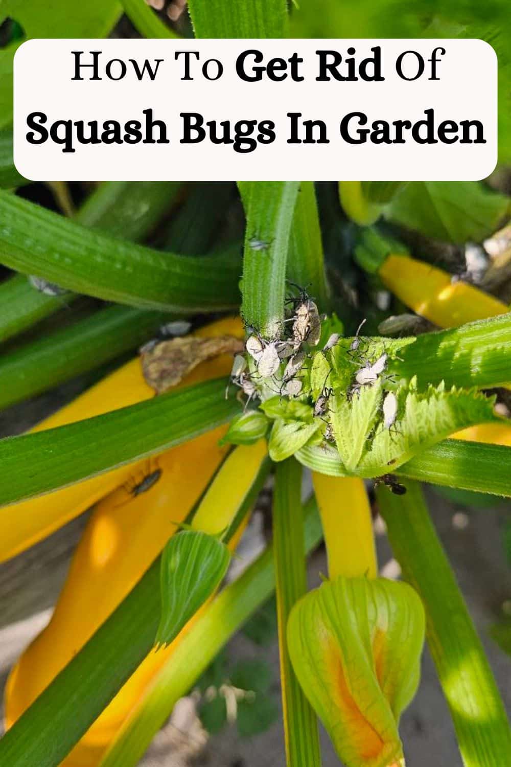How To Get Rid Of Squash Bugs In Garden