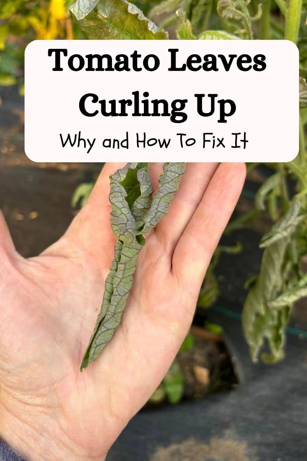 Tomato Leaves Curling Up - Why And How To Fix It