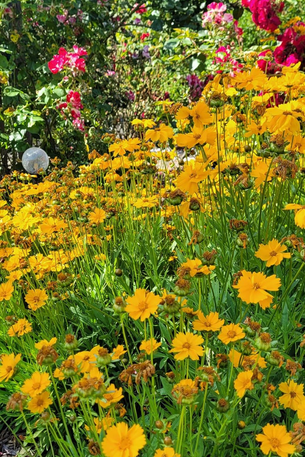 Best perennials to plant in fall for spring