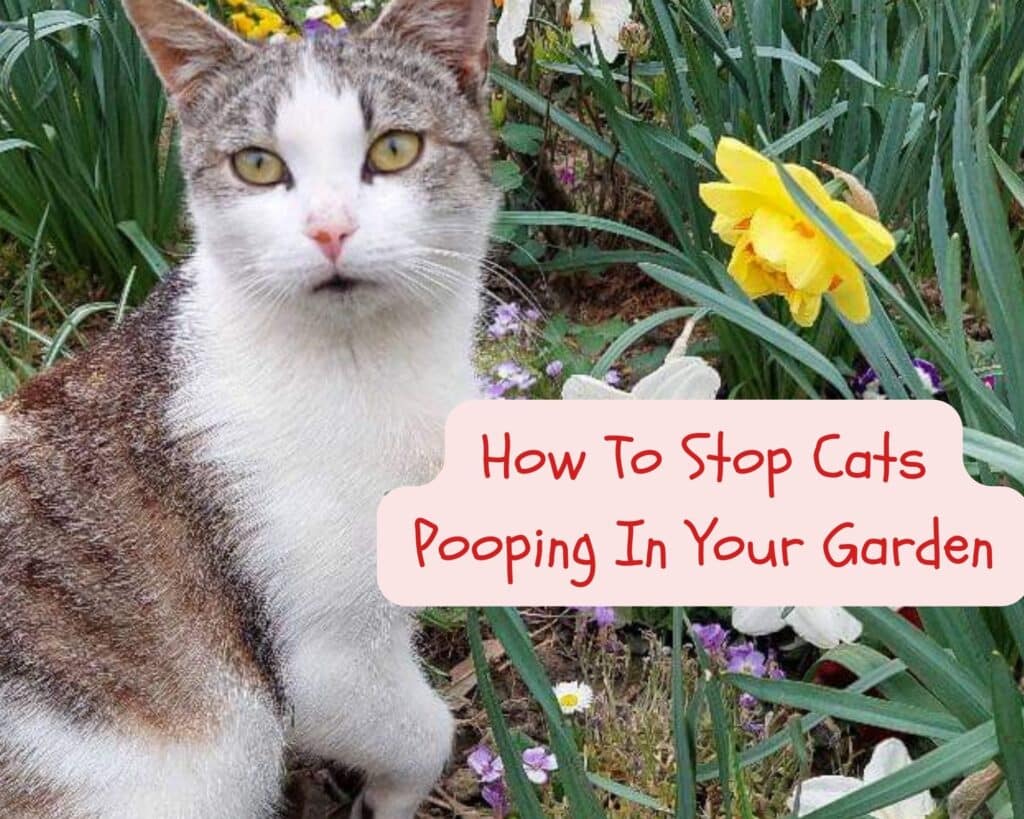 How To Stop Cats Pooping In Your Garden