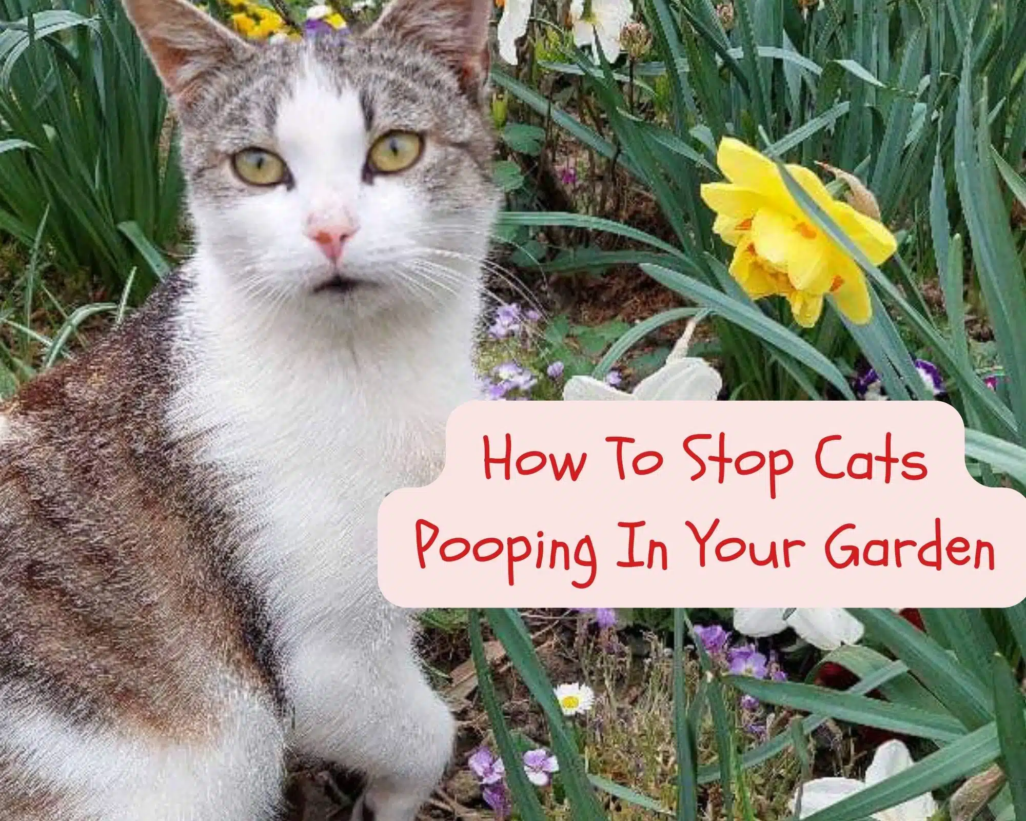 How To Stop Cats Pooping In Your Garden