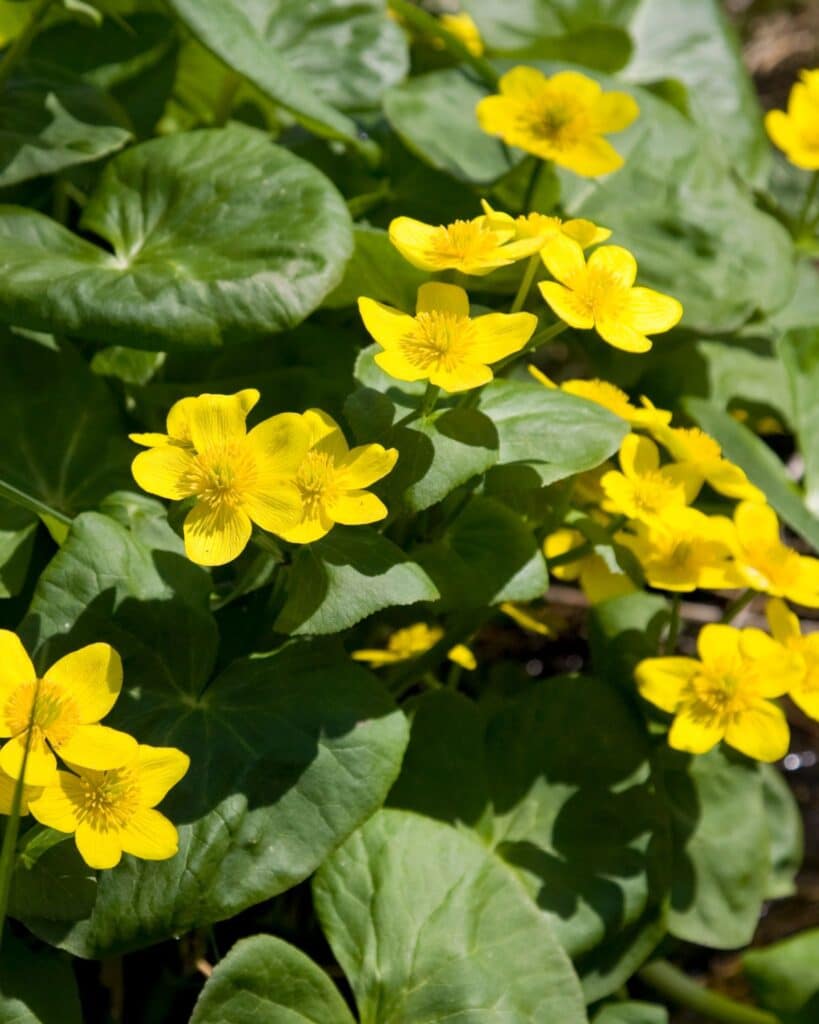 20 Plants That Like Wet Soil