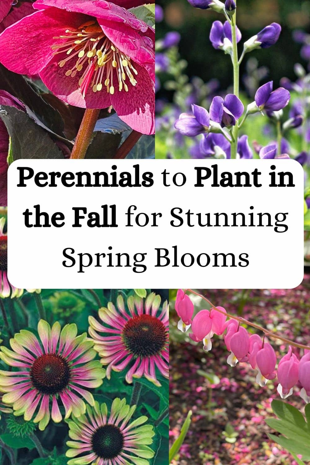 Perennials to Plant in the Fall for Stunning Spring Blooms