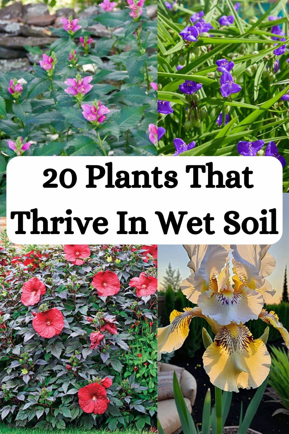 Plants That Thrive In Wet Soil
