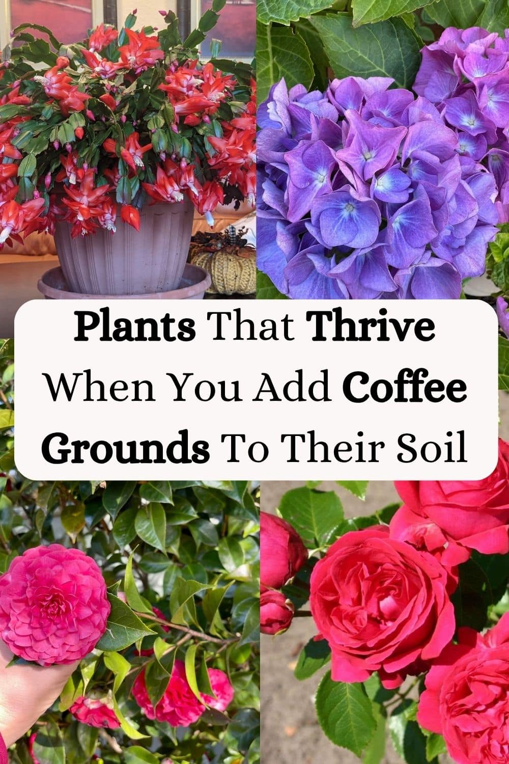 
Plants That Thrive When You Add Coffee Grounds To Their Soil
