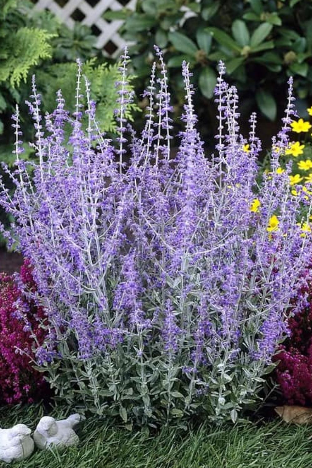 Perennials to plant in fall for spring
